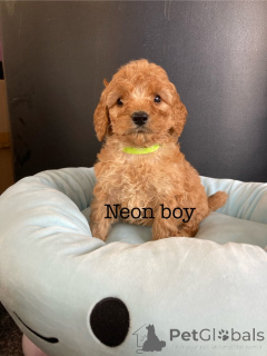 Foto №4. Ich werde verkaufen amerikanischer cocker spaniel in der Stadt Alain. züchter - preis - 600€