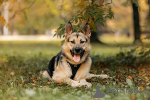 Foto №2 zu Ankündigung № 77649 zu verkaufen mischlingshund - einkaufen Russische Föderation quotient 	ankündigung