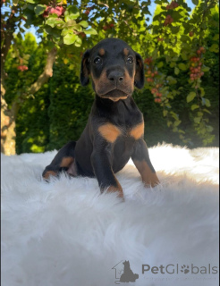 Foto №3. Dobermannwelpen zu vermitteln.. Deutschland