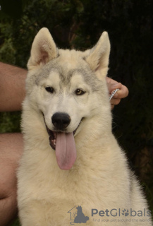 Zusätzliche Fotos: Siberian Husky Welpe zu verkaufen