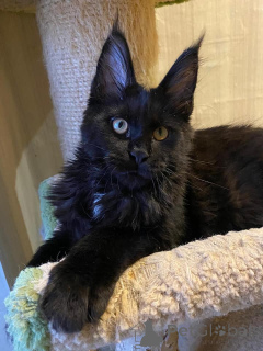 Foto №2 zu Ankündigung № 137767 zu verkaufen maine-coon-katze - einkaufen Deutschland 