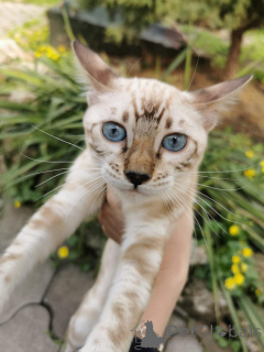 Foto №1.  - zum Verkauf in der Stadt Skövde | 750€ | Ankündigung № 153265