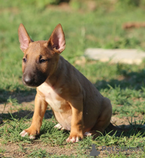 Zusätzliche Fotos: Standard-Bullterrier-Welpen