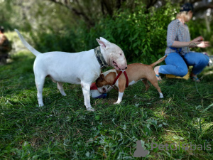 Zusätzliche Fotos: Gestrickter Standard-Bullterrier