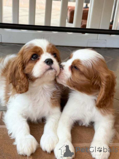 Foto №3. Blenheim Cavalier King Charles gesundheitsgeprüft. WhatsApp an mich unter 44. Großbritannien