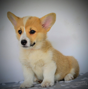 Foto №3. Walisische Corgi Pembroke schöne Welpen. Serbien