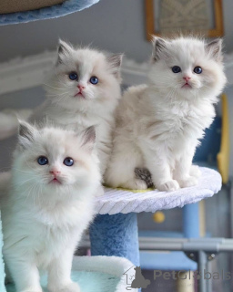 Foto №3. Ragdoll-Kätzchen abzugeben.. Deutschland