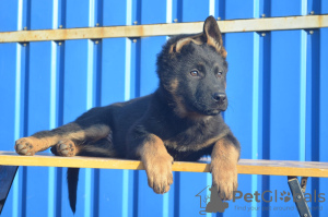 Foto №1. deutscher schäferhund - zum Verkauf in der Stadt Dnipro | 326€ | Ankündigung № 8593