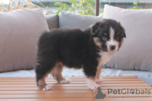 Foto №3. Australian Shepherd-Welpen. Finnland