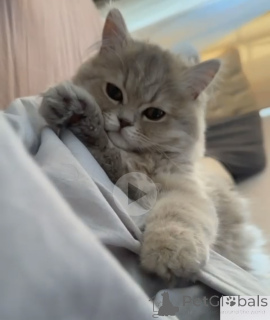 Foto №2 zu Ankündigung № 142284 zu verkaufen perserkatze - einkaufen Georgien züchter