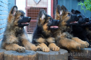 Foto №4. Ich werde verkaufen deutscher schäferhund in der Stadt München. quotient 	ankündigung, züchter - preis - 600€