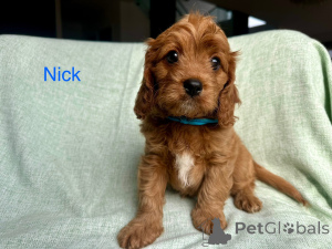 Foto №1. cavalier king charles spaniel - zum Verkauf in der Stadt Villach | 400€ | Ankündigung № 144460