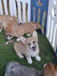 Foto №3. Welsh Pembroke Corgi. Serbien