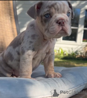 Foto №3. Englische Bulldogge zur Adoption verfügbar. Tschechische Republik