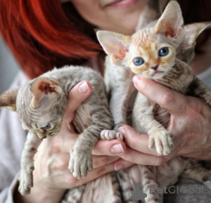 Foto №1. devon rex - zum Verkauf in der Stadt Warschau | verhandelt | Ankündigung № 171382