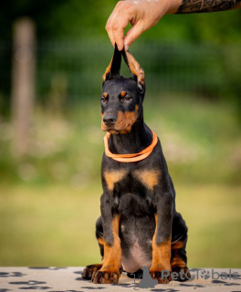 Zusätzliche Fotos: Dobermann-Welpen