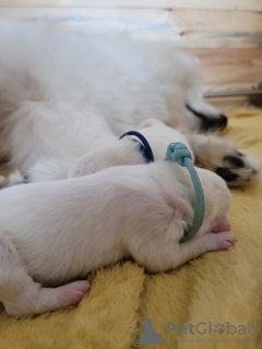 Foto №2 zu Ankündigung № 61964 zu verkaufen samojede (hunderasse) - einkaufen Polen züchter