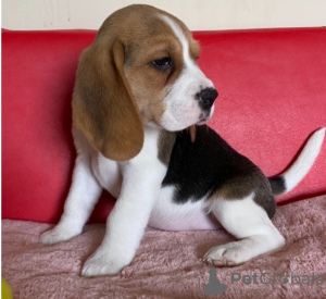 Foto №1. beagle - zum Verkauf in der Stadt Brüssel | verhandelt | Ankündigung № 76852