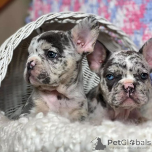 Foto №3. Grazūs prancūzų buldogų šuniukai. Litauen