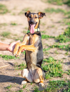 Foto №2 zu Ankündigung № 163554 zu verkaufen mischlingshund - einkaufen Russische Föderation quotient 	ankündigung