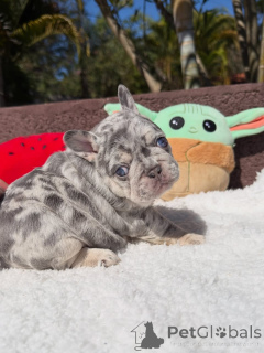 Foto №2 zu Ankündigung № 174877 zu verkaufen französische bulldogge - einkaufen Frankreich quotient 	ankündigung
