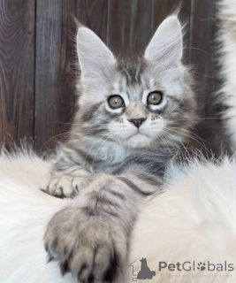 Foto №1. maine-coon-katze - zum Verkauf in der Stadt Bellaire | 591€ | Ankündigung № 161668