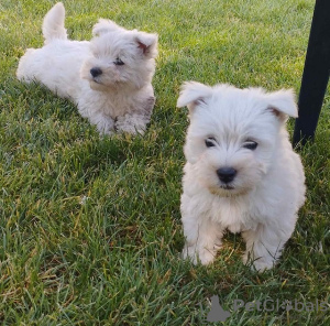 Foto №3. Westie-Terrier. Serbien