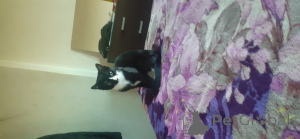 Foto №4. Ich werde verkaufen britisch kurzhaar in der Stadt London Borough of Haringey. quotient 	ankündigung - preis - 50€