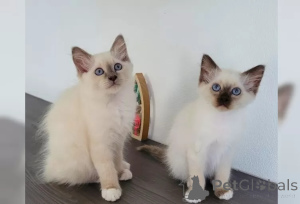Foto №1. birma-katze - zum Verkauf in der Stadt Sevilla | verhandelt | Ankündigung № 176410