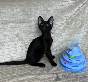 Foto №2 zu Ankündigung № 172077 zu verkaufen savannah-katze - einkaufen Griechenland quotient 	ankündigung