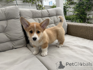 Foto №4. Ich werde verkaufen welsh corgi in der Stadt Warschau. züchter - preis - 2000€