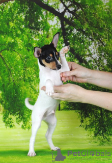Zusätzliche Fotos: Toy Fox Terrier Welpen