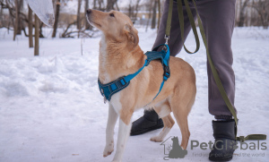 Zusätzliche Fotos: Der Hund ist in guten Händen