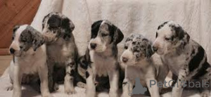 Foto №4. Ich werde verkaufen deutsche dogge in der Stadt Брауншвейг.  - preis - verhandelt