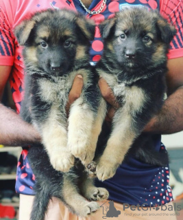 Foto №1. deutscher schäferhund - zum Verkauf in der Stadt Амстердам | verhandelt | Ankündigung № 44001