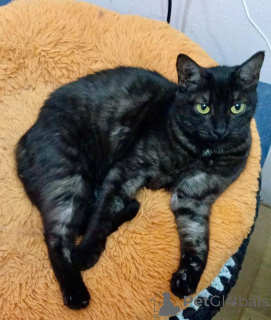 Foto №1.  - zum Verkauf in der Stadt Moskwa | Frei | Ankündigung № 159232