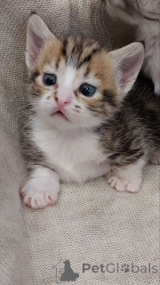 Foto №1. munchkin - zum Verkauf in der Stadt Berlin | 2125€ | Ankündigung № 139152