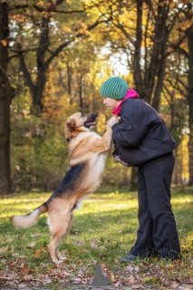 Foto №2 zu Ankündigung № 98613 zu verkaufen mischlingshund - einkaufen Russische Föderation quotient 	ankündigung