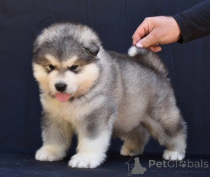 Foto №2 zu Ankündigung № 176289 zu verkaufen alaskan malamute - einkaufen Serbien 