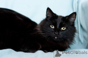 Foto №2 zu Ankündigung № 138827 zu verkaufen  - einkaufen Weißrussland 