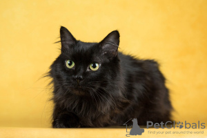 Zusätzliche Fotos: Cat Citizen sucht ein Zuhause!
