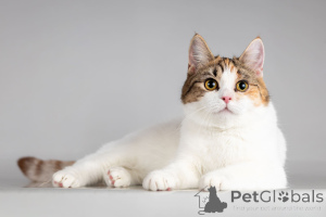 Foto №2 zu Ankündigung № 166020 zu verkaufen  - einkaufen Russische Föderation aus dem tierheim