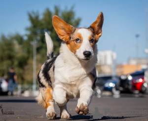 Foto №1. welsh corgi - zum Verkauf in der Stadt Москва | verhandelt | Ankündigung № 121318