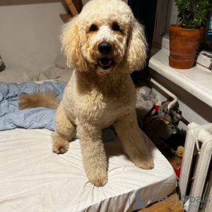 Foto №2. Paarung Service labradoodle. Preis - verhandelt