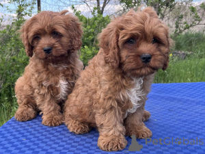 Foto №1. kavapu - zum Verkauf in der Stadt Kiew | 550€ | Ankündigung № 139109