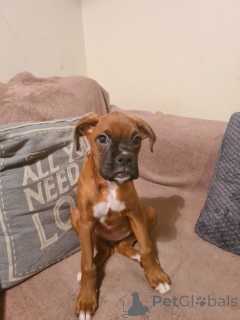 Foto №1. deutscher boxer - zum Verkauf in der Stadt Helsinger | 850€ | Ankündigung № 167479