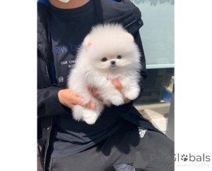 Foto №1. pommersche spitz - zum Verkauf in der Stadt Gdynia | verhandelt | Ankündigung № 166644