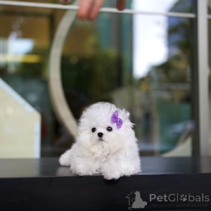 Foto №4. Ich werde verkaufen bichon frisé in der Stadt Newcastle upon Tyne.  - preis - Frei