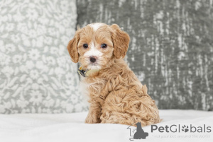 Foto №2 zu Ankündigung № 155609 zu verkaufen labradoodle - einkaufen Finnland quotient 	ankündigung