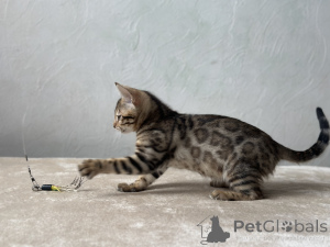 Foto №4. Ich werde verkaufen bengal katzenrasse in der Stadt Marseille. quotient 	ankündigung, vom kindergarten, züchter - preis - verhandelt